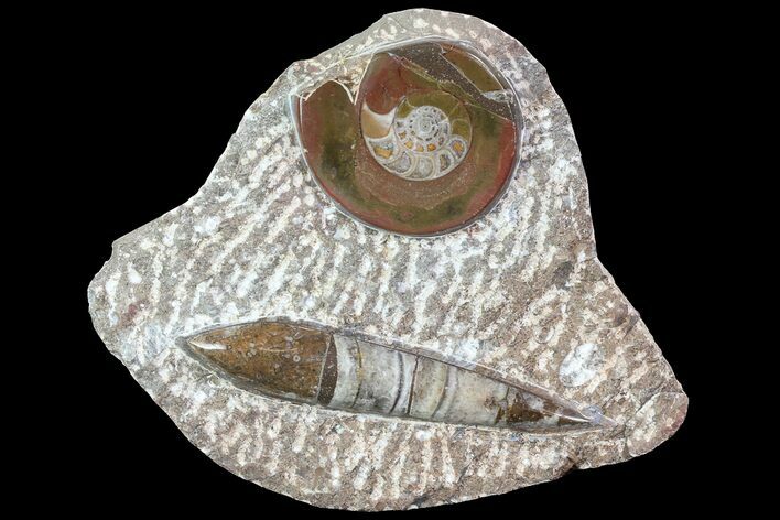 Fossil Goniatite & Orthoceras Display #77215